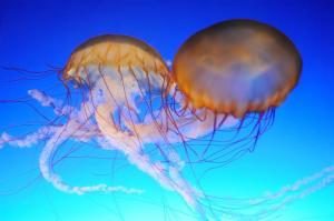 Jak poskytnout první pomoc na medúzy štípe