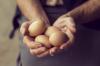 Vše, co jste chtěli vědět o slepičích vejcích: 5 základních faktů